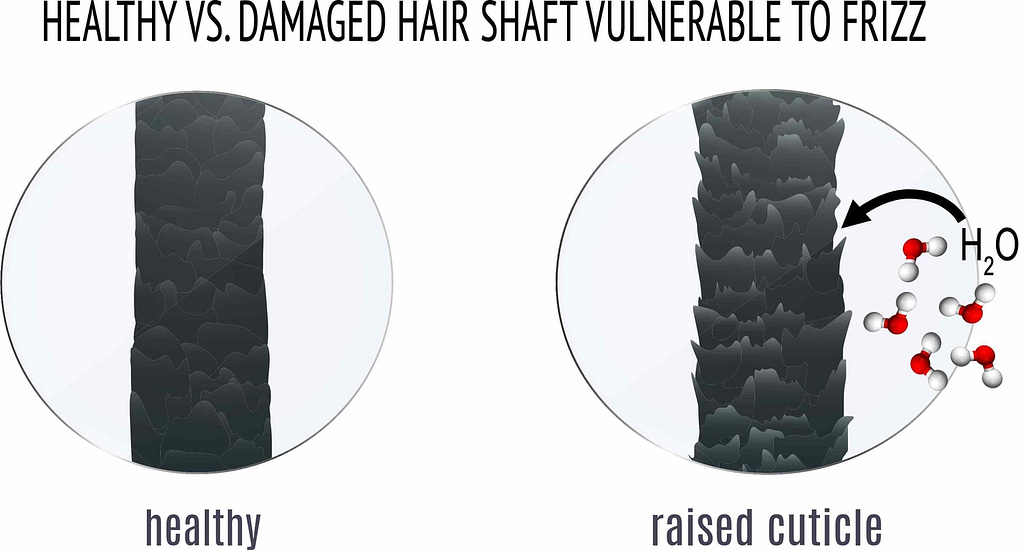 Diagram of healthy hair shaft versus one with disrupted cuticles that are vulnerable to frizz. 