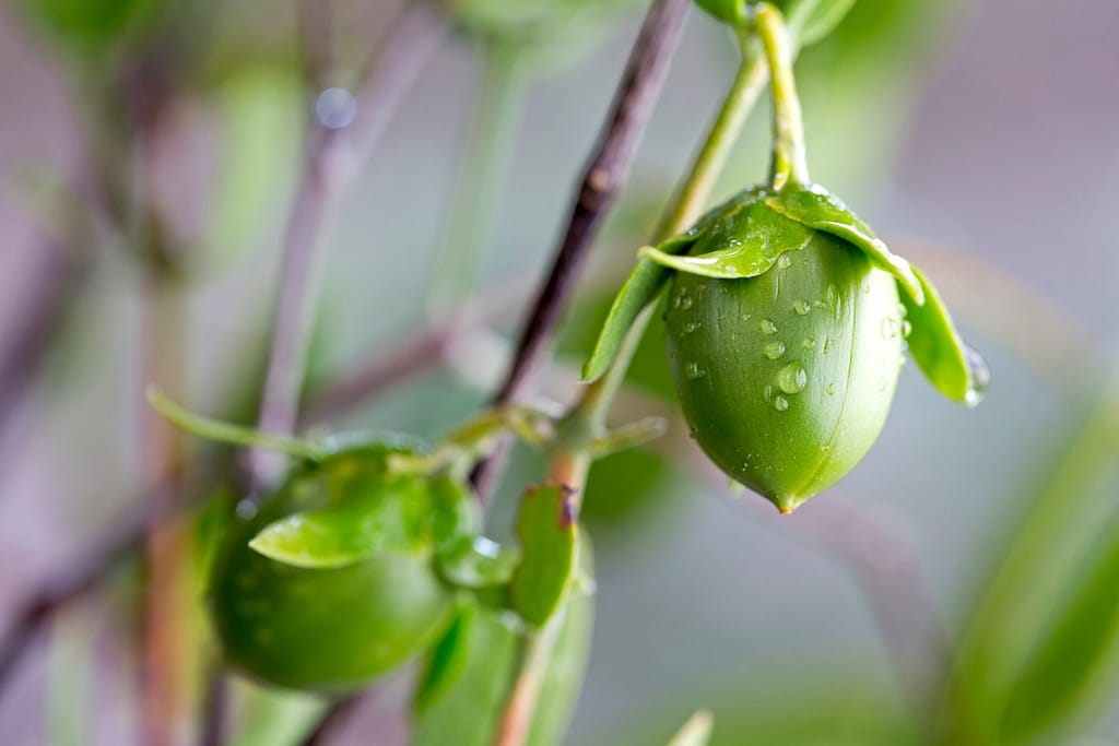 Jojoba plant nuts and leaves